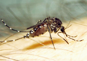 Ross River Virus Mosquito